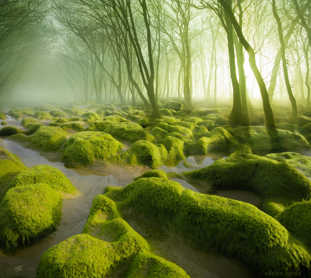 A marsh covered with moss. by Adrian Borda
